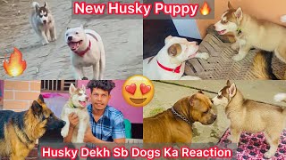 Husky Puppy Ki Entry Hui Ghar😍Sb Dogs Ka Reaction Husky Puppy Dekh🔥 [upl. by Girand797]