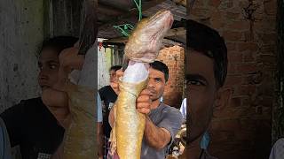 Nice Long Eel Fish Cutting In Village [upl. by Tohcnarf]