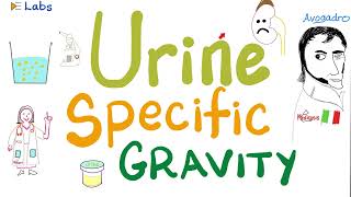 Urine specific gravity  Density  Concentrated vs Diluted Urine  Urinalysis [upl. by Loomis486]