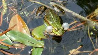 Teichfrosch  Edible frog [upl. by Annoved254]