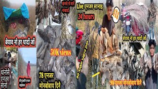 Anjor Sana Jakau laibai dinwi Live Anjor sanai 24 hours part 2 vlog anjor minivlog funny [upl. by Arahd383]