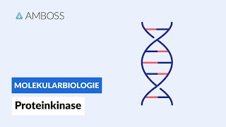 Proteinkinasen  Biochemie  AMBOSS Video [upl. by Eldrida578]