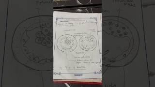 To study TS of blastula by permanent slide class 12 biology practical [upl. by Itsirc]