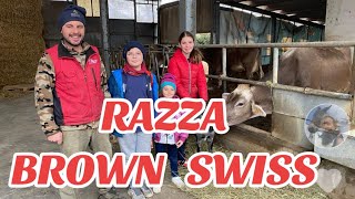 AzPELLEGRÌ Allevamento Razza Brown Swiss PALAZZAGO bergamo [upl. by Rehpotsirhcnhoj319]