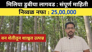 Melia dubia tree  Malabar neem farming farming [upl. by Legin349]