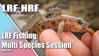 LRF Fishing Multi Species Session in South Devon [upl. by Adalai]