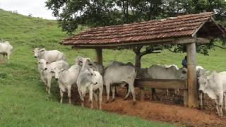 O CAIPIRA E O PROGRESSO ADÃO DA VIOLA E JOÃO MIRANDA [upl. by Moitoso]