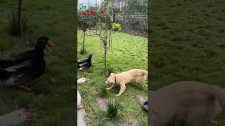 Puppy love playing with goose dog puppy pets funny dogvideo dogshorts viralvideo goose [upl. by Mahsih]