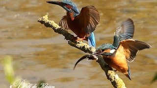 ijsvogel Alcedo atthis Visoverdracht [upl. by Flannery566]