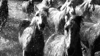 HD BBC Earthflight Horses and Flamencos [upl. by Blaine]