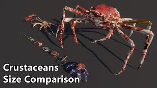 Crustaceans Size Comparison  The largest crab in the world [upl. by Arlena]