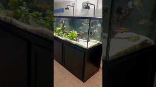 The Fish Room Aquariums 🤩 [upl. by Aihsirt]