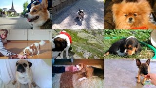 Dogs and Puppies for Kids pronunciation in English with videos [upl. by Eisler]