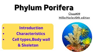 Phylum PoriferaCharacteristicsCell types Body wall amp Skeleton ofsponges Sponges [upl. by Dagall]