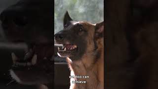 Belgian Malinois The Untold Secrets of this Incredible Dog Breed [upl. by Capp]