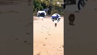 Dirt bike vs road bike [upl. by Esil]