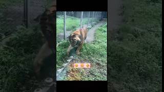 Funny Cat And Dog 😱 funny shorts trending dog cat viralshorts [upl. by Misti110]