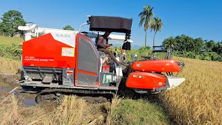 Harvester Kubota DC 68G Harves King ProKubota MiniMulticrop HarvesterChain HarvesterCombined [upl. by Fanchet]