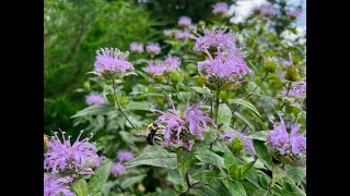 Minnesota Native Plants  Wild Bergamot Monarda Fistulosa [upl. by Atsilac]