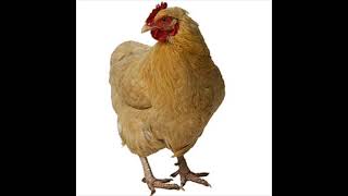 Chicken Sound Effect in Best Quality [upl. by Iredale]