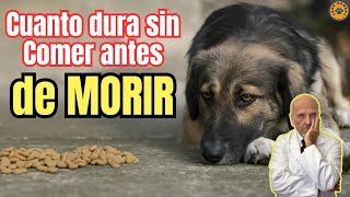 🚨 CUANTO DURA UN PERRO SIN COMER ANTES DE MORIR 🚨 [upl. by Lundberg35]