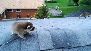 Aggressive Raccoon Rescues Baby [upl. by Odnomor]