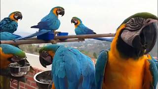 Wild Beauties  Blue Gold Macaw Parrots [upl. by Cranston]