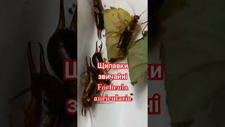 ЩИПАВКИ ЗВИЧАЙНІ ВУХОВЕРТКИ Earwigs Forficula auricularia Dermaptera Entomology Комахи України [upl. by Kcinemod952]