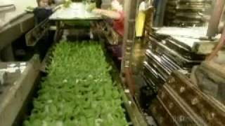 Hydroponic Lettuce How its made كيف يزرع خس المزارع المائية [upl. by Ened]