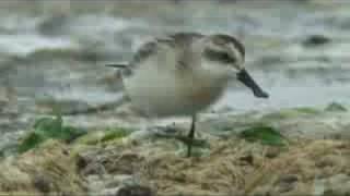 Spoonbilled Sandpiper ヘラシギ [upl. by Kirsten960]