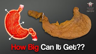 How Much Food Can the Human Stomach Hold [upl. by Minier]