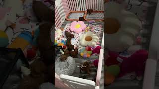 Too cute rare beautiful poodle puppies 💕 My Potty training plan worked 👍☺️ [upl. by Anitsim166]