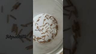 Adinium plants seeds plants garden reels music youtubeshorts shorts shortvideo [upl. by Dnalram]