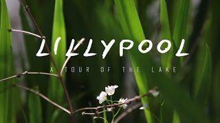 Lillypool French Carp Fishing  A Tour Around The Lake [upl. by Aimek]