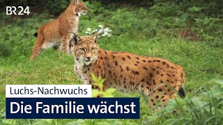 Ausgewildert im Steinwald So geht es den Luchsen heute  Abendschau  BR24 [upl. by Candyce]