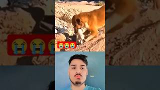 React On sad 😭 youtubeshorts viralvideo shorts dog cartoon animals nepal sad emotional [upl. by Dorwin]