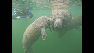 Its Manatee Kisses River Ventures Swim With Manatee Tour [upl. by Mortimer]