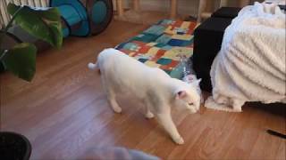 Siamese Cats TalkingHowling after delicious Raw Diet Meal Funny Reaction [upl. by Tatianas]