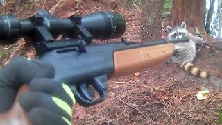 crosman 760 pumpmaster scope raccoon hunting [upl. by Ferd907]