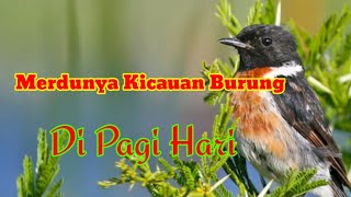 Merdunya Kicauan Suara Burung Di Pagi hari  The sweet sound of birds chirping in the morning [upl. by Akilaz]