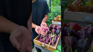 Pinoy Picked a Peck of Purple Peppers [upl. by Steck]