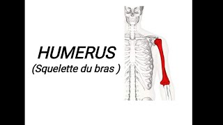 Lhumérus cour de 1 ère année médecin شرح بالعربي [upl. by Luckett]