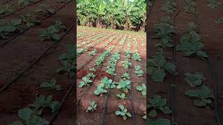 vivasayam cabbage songs song farmer work food singer shorts [upl. by Fuchs]