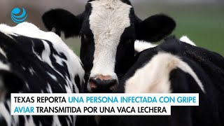 Texas reporta una persona infectada con gripe aviar transmitida por una vaca lechera [upl. by Yesllek752]