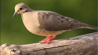 Mourning Dove Call  Ringtones for Android  SFX  Animal Ringtones [upl. by Adnoryt794]