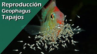 153💟♥️ Reproducción Geophagus Tapajos breeding CON ÉXITO [upl. by Llevron]