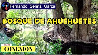 AHUEHUETES BOSQUES DE GALERIA [upl. by Noella773]