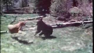 Mountain Lion VS Grizzly Bear  Puma VS Oso  Пума VS Медведь  ヒグマVSピューマ [upl. by Brendis]