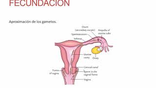 Fecundación Implantación y Desarrollo del Embrión  Obstetricia  Clase 12 [upl. by Ahsinrat]