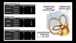 Semicircular Canals EXPLAINED  Structures amp Physiology [upl. by Alyssa]